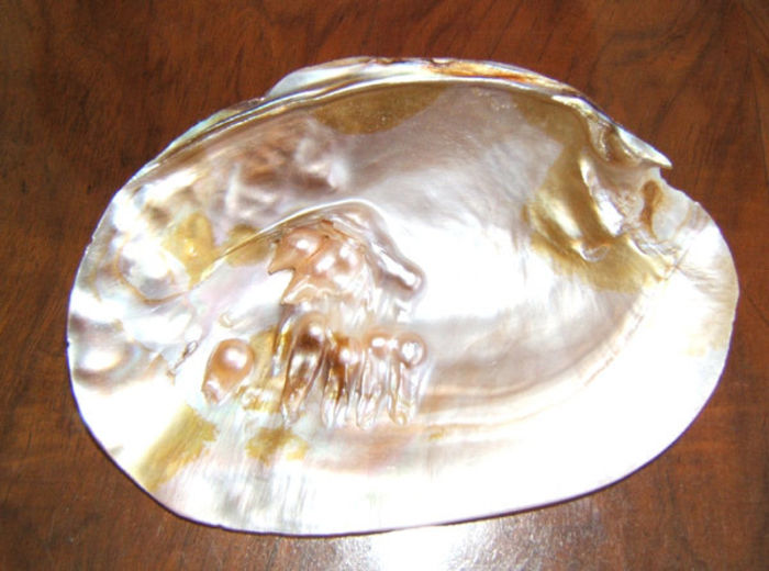 Hyriopsis cumingii