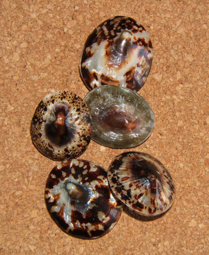 Patella