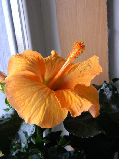DSCN6989; HIBISCUS ROSA - SINENSIS ORANGE SINGLE FLOWER TRANDAFIR JAPONEZ PORTOCALIU INTENS FLOARE MARE A DOUA ZI

