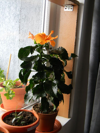DSCN6992; HIBISCUS ROSA - SINENSIS ORANGE SINGLE FLOWER TRANDAFIR JAPONEZ PORTOCALIU INTENS FLOARE MARE A DOUA ZI
