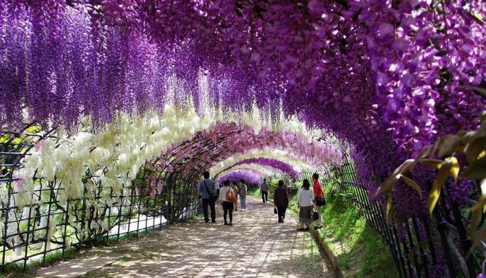 Amazing-Kawachi-Fuji-Garden - MAGIA NATURII