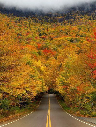Autumn Tree Tunnel, USA - MAGIA NATURII