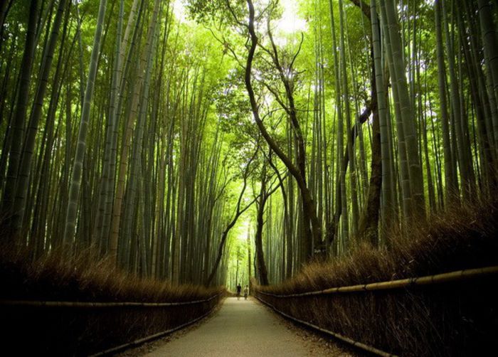 bamboo-forest - MAGIA NATURII