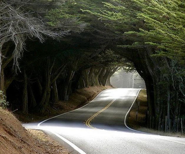 Natural Tree Tunnel, USA - MAGIA NATURII