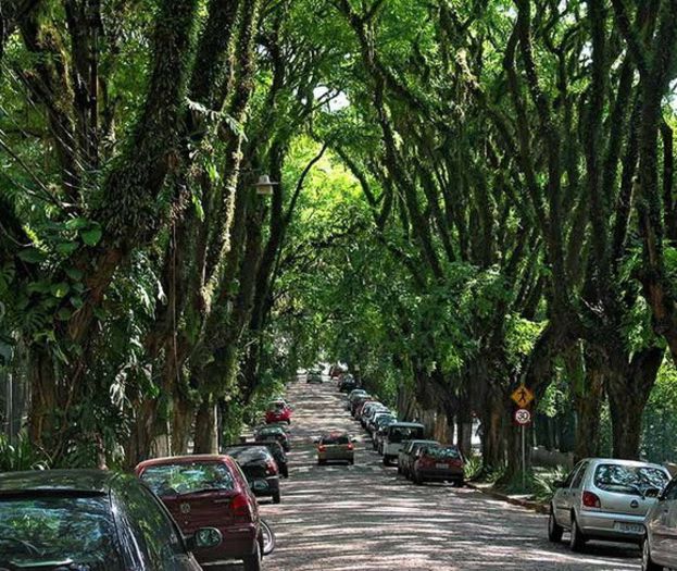 tunel-copaci-braziliatimetv - MAGIA NATURII