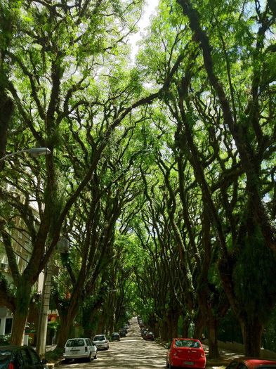 tunel-copaci-brazilia-timetv - MAGIA NATURII