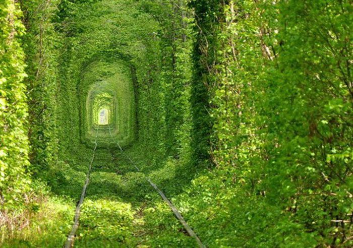 tunel-de-copaci-ucraina - MAGIA NATURII