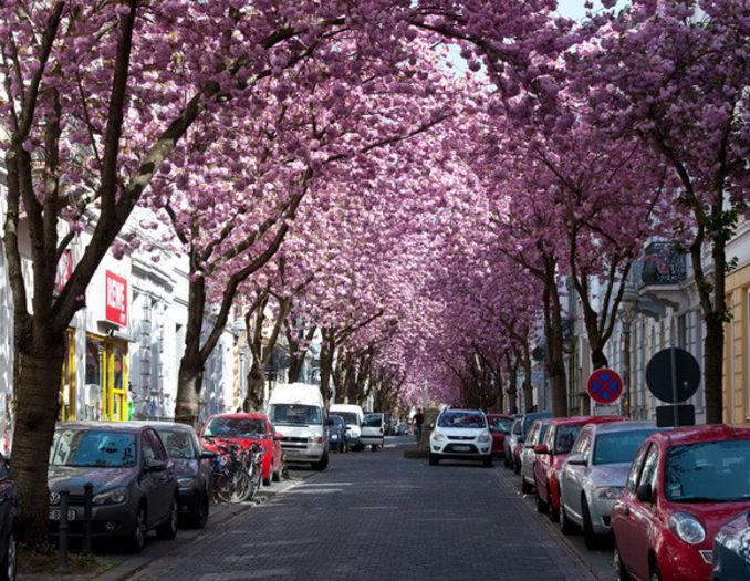 tunel-flori-de-cires-germania-timetv