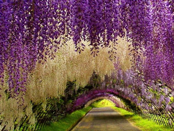 wisteria-tunnel-1 - MAGIA NATURII