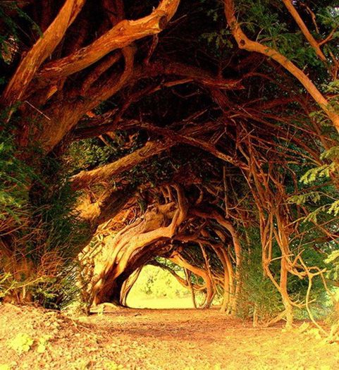 Yew Tree Tunnel, UK - MAGIA NATURII