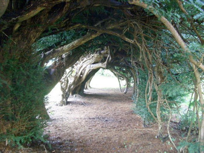 Yew Tree Tunnel, UK2 - MAGIA NATURII