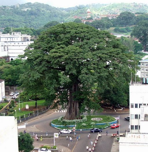 %u201CCopacul de Bumbac%u201D, Sierra Leone; Copacul de %u201Cbumbac%u201D e un arbore tropical, simbol istoric al capitalei Freetown.
