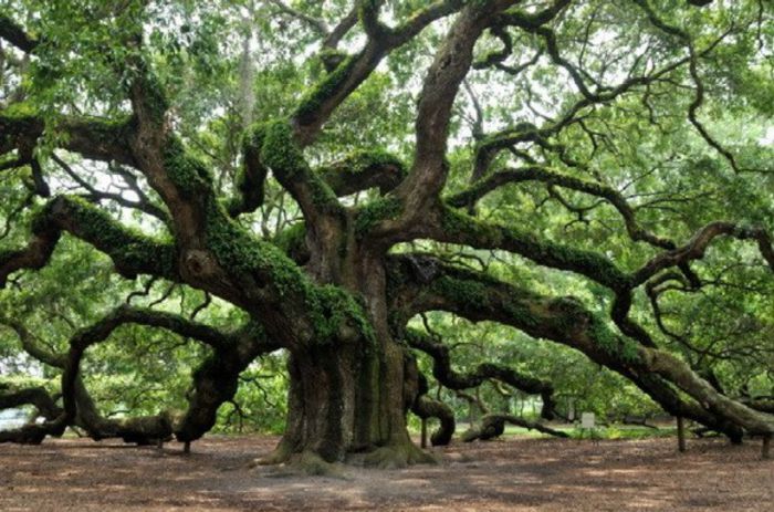 AngelOak2; Acest stejar are 500 de ani, 20 de m inaltime, 8,5 m circumferinta si acopera o arie de 17.200 de metri patrati. Cea mai lunga ramura are 57 de metri.
