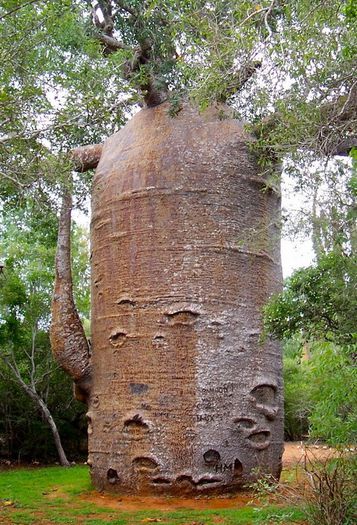 Baobabul %u201CIbric%u201D, Madagascar; Acest tip de baobab are o tulpina ce creste foarte mult si ajunge sa semene cu un ibric imens, de aici tragandu-i-se si numele.toti copacii de acest gen cresc in Ifaty, Madagascar
