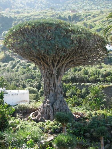 dragon-tree; Localizat in oraselul Icod, din insulele Tenerife, aproape de biserica San Marcos, copacul dragon are 22 de metri inaltime, 10 metri circumferinta si o greutate estimata de 70 de tone
