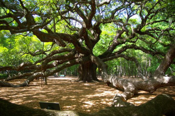 Stejarul inger, SUA; Acest stejar are 500 de ani, 20 de m inaltime, 8,5 m circumferinta si acopera o arie de 17.200 de metri patrati. Cea mai lunga ramura are 57 de metri.
