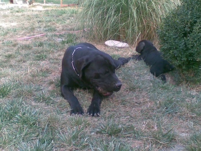 20082013(001) - CANE CORSO 2013