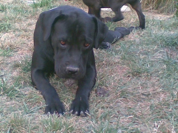 20082013(002) - CANE CORSO 2013