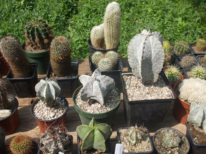 grup Astrophytum - Cactusi