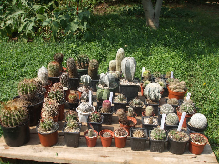 grup - Cactusi