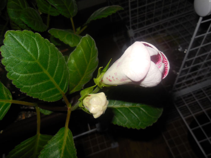 27 aug. 2013 - Sinningia Raspberry Pearl
