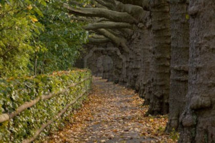 2255457-row-of-maple-trees-autumn-in-switzerland - MAGIA NATURII