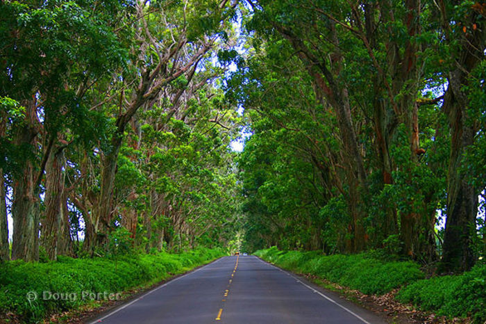 tree-tunnel