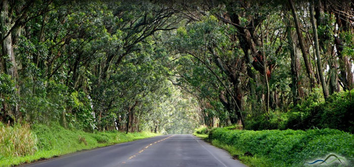 Tree-Tunnel-Hero-949x450 - MAGIA NATURII