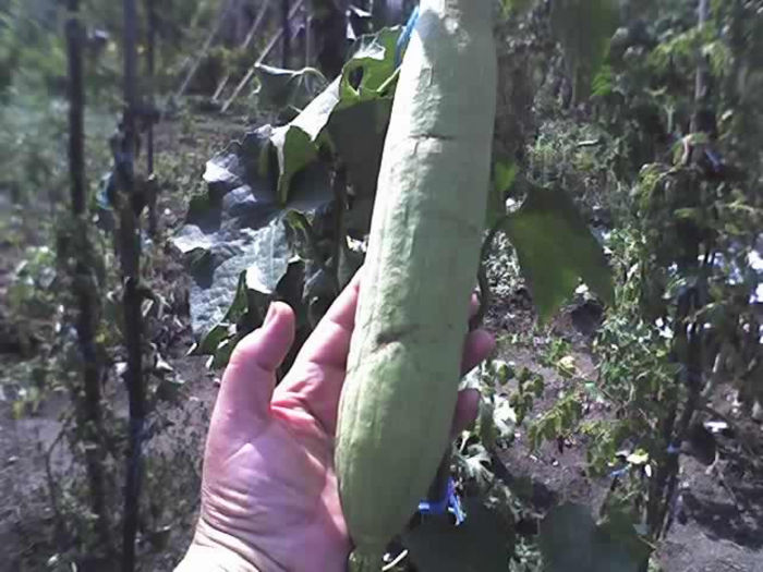 26-08-13_1413 - CASTRAVETI LUFFA CYLINDRICA-burete vegetal