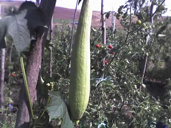 26-08-13_1421 - CASTRAVETI LUFFA CYLINDRICA-burete vegetal