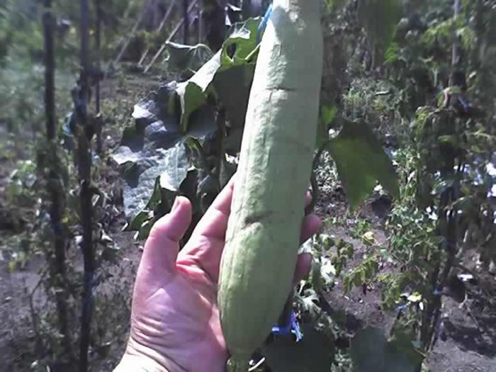 26-08-13_luffa burete vegetal