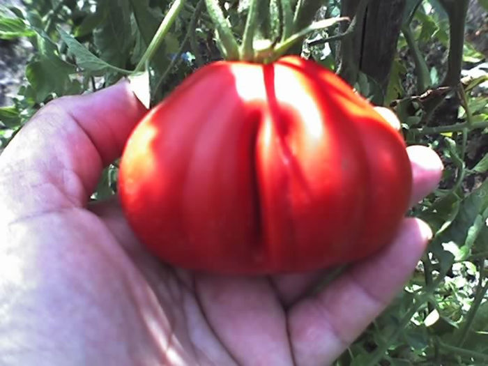 26-08-13_1415 - TOMATE RED TRUFFLE