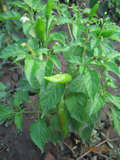 Picture 206; Lemon drop
