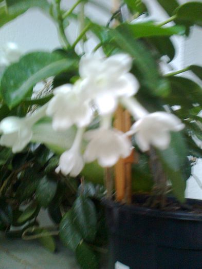 Stephanotis