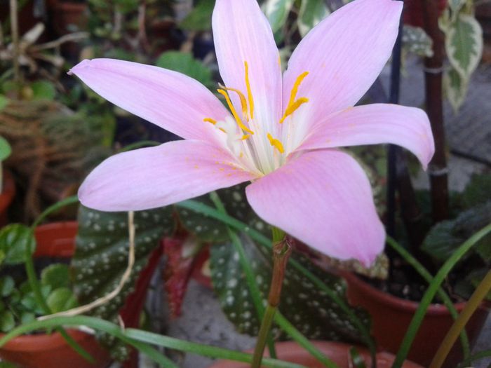 2013-07-24 10.34.42 - florile mele