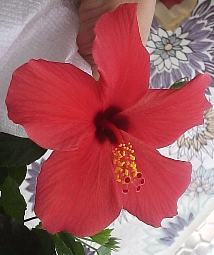 27.08.2013 - Hibiscus 2013