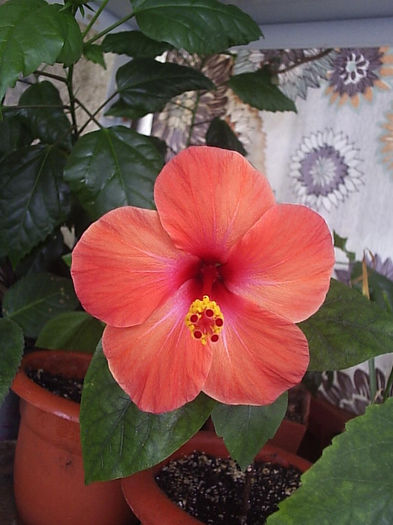 27.08.2013 - Hibiscus 2013