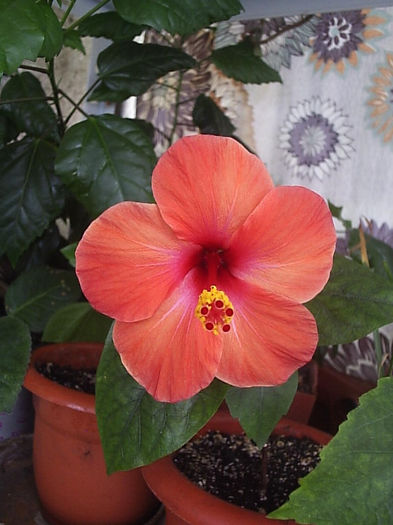 27.08.2013 - Hibiscus 2013