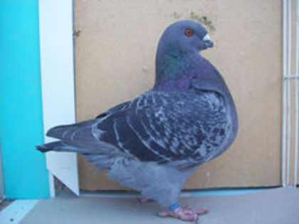 90062388_ODADBSC3 - m---PORUMBEI VANDUTI