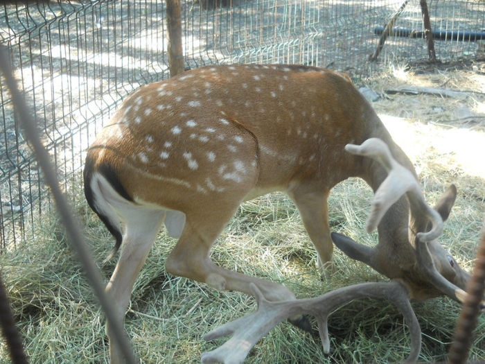 porumbeii nunta 024 - Zoo timisoara