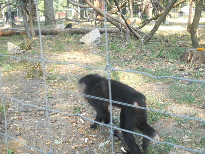 porumbeii nunta 027 - Zoo timisoara