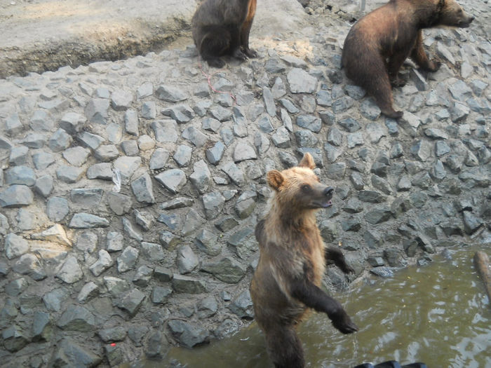 porumbeii nunta 037 - Zoo timisoara