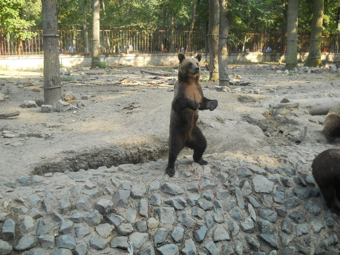 porumbeii nunta 041 - Zoo timisoara
