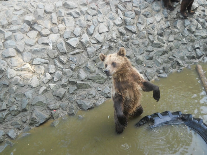 porumbeii nunta 042 - Zoo timisoara