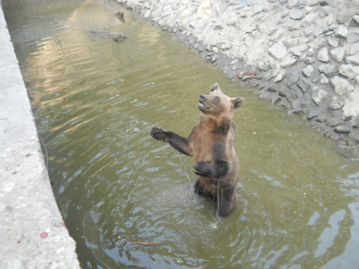porumbeii nunta 043 - Zoo timisoara