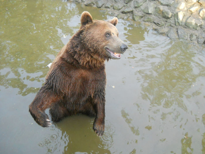 porumbeii nunta 051 - Zoo timisoara