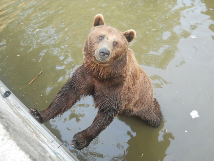 porumbeii nunta 052 - Zoo timisoara