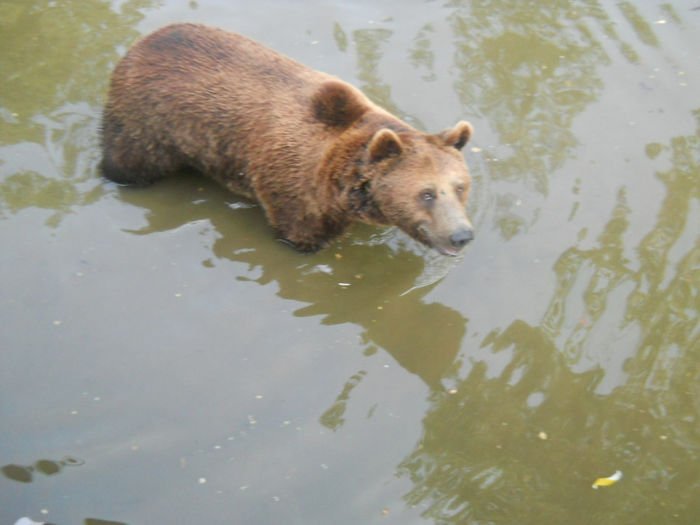 porumbeii nunta 053 - Zoo timisoara