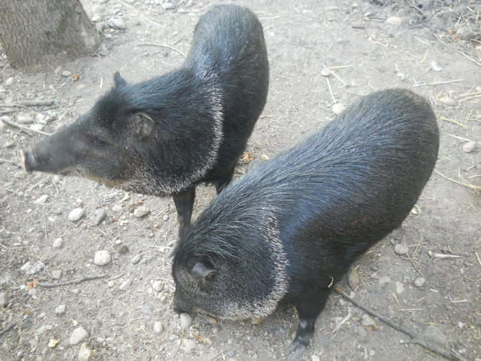 porumbeii nunta 056 - Zoo timisoara