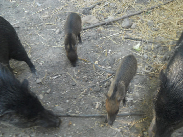porumbeii nunta 057 - Zoo timisoara